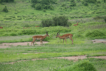 Wild Antelope mammal in African Botswana savannah