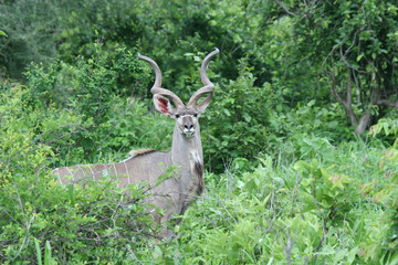 Wild Antelope mammal in African Botswana savannah