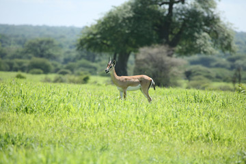 Wild Antelope mammal in African Botswana savannah