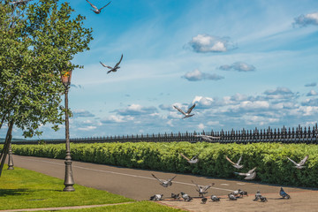 Purebred pigeons on a stone platform in Mezhegorie near Kiev.
