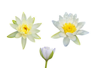 Various lotus isolate.
