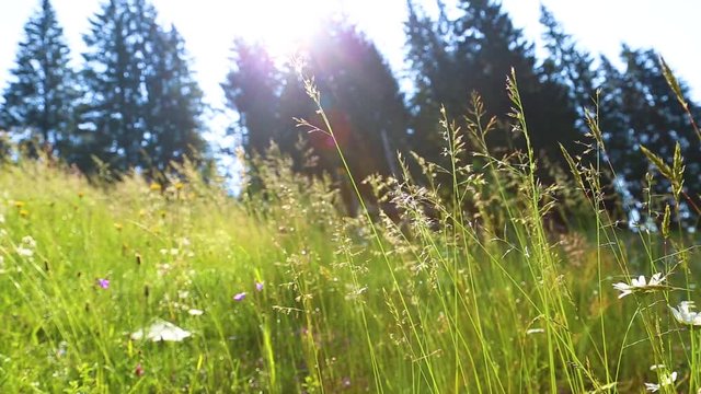 Green bright natural background with blurry silhouettes of coniferous old forest growing on hill of mountain. Closeup view of beautiful fresh wild grass with seeds moving in wind in morning sunshine.