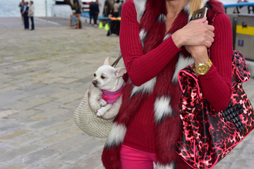 Una donna cammina con il cane di chihuahua dentro la   borsa