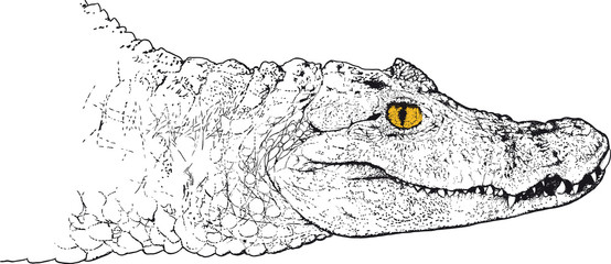 crocodile head