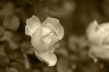 Rosebud
Toned with old fashioned soft sepia colors

