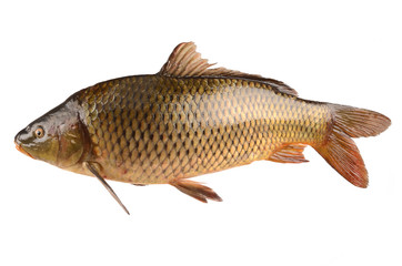 carp on a white background