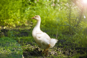 gosling walks in the grass