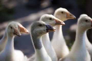 Lovely cute goslings