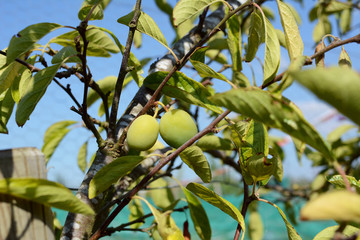 Two green plums growing on fruit tree