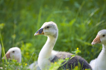 Lovely cute goslings