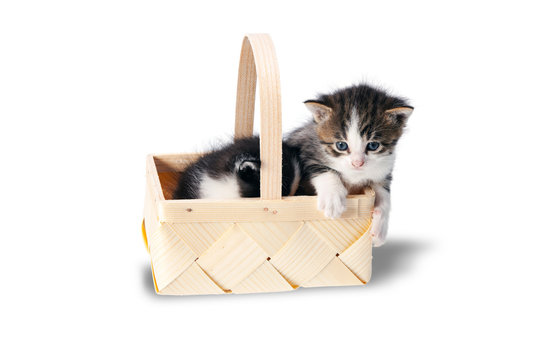 Littles kitten in a wood basket on white background.