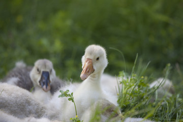 Lovely cute goslings