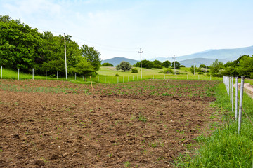 Farmer fields, kitchen garden