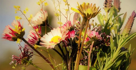 fleurs sauvages d'algérie