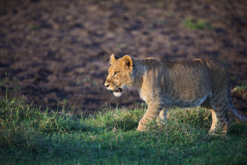 Fototapeta na wymiar Lion cub in morning light