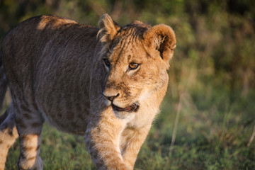 Young lion in morning light