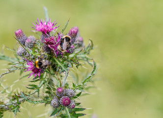 Bee feeding on a purple thistle against a green bokeh background. Selective focuswith copyspace.
