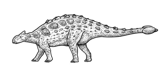 Ankylosaurus illustration, drawing, engraving, ink, line art, vector