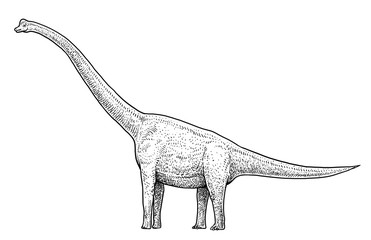 Brachiosaurus illustration, drawing, engraving, ink, line art, vector