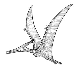 Pteranodon illustration, drawing, engraving, ink, line art, vector © jenesesimre