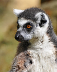 Ring -tailed lemur close up