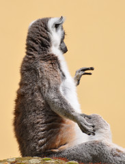 sitting Ring -tailed lemur, Lemur Kata