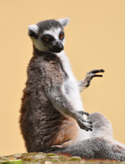 Ring -tailed lemur close up, Lemur Kata