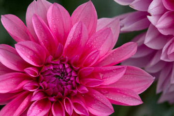 Macro image of a dahlia flower.
