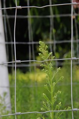 Many white flowers and daisies blossom in nature.