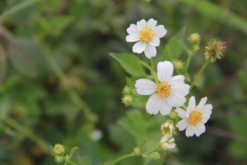 Many white flowers and daisies blossom in nature.