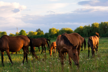 Naklejka na ściany i meble Group of horses on the pasture. Warm light. Golden hour. Selective focus