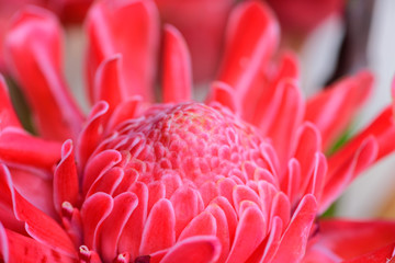 Torch Ginger petal pink flower