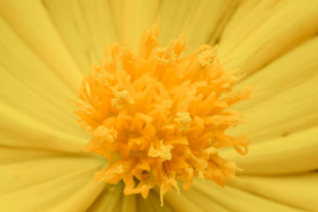 pollen cosmos flowers beautiful