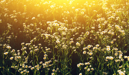 Spring field with wild flowers at sunrise.