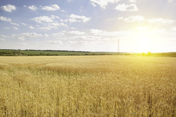 backdrop of ripening ears of yellow wheat field on the sunset cloudy orange sky background.