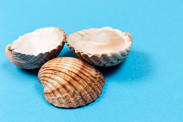 Large seashells on a blue background