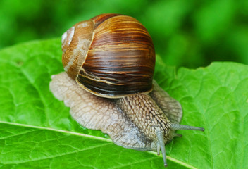Grape snail on leaf, macro photography.