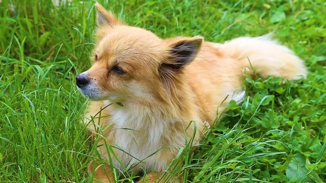Closeup portrait of cute face of small orange dog laying on green grass outdoors and smelling something in air with its nose. Real time full hd video footage.