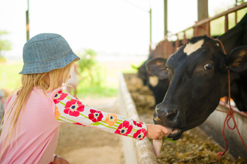 Adorable girl playing with cow on farm