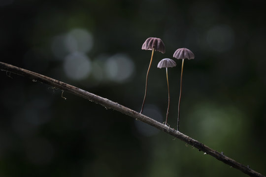 Mushroom in Southeast Asia.