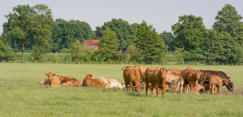 Eine Herde Kühe weidet auf einer Wiese
