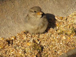 Small sparrow eats grain on the background of wood and grain