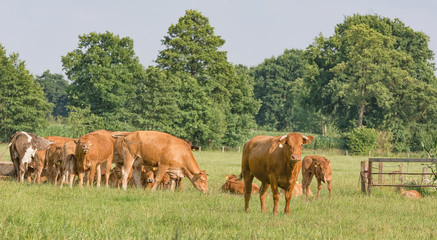 Naklejka premium Eine Herde Kühe weidet auf einer Wiese