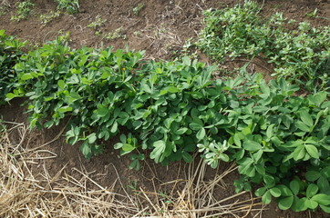 ７月中旬の菜園