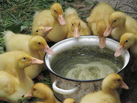 Group of small white yellow ducks sitting on the grass and drink water from a household bowl