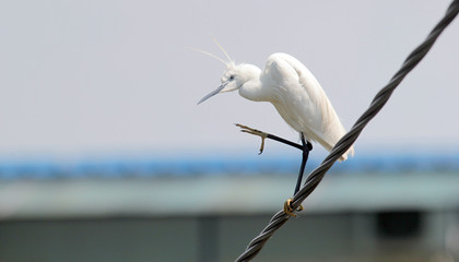 The little egret (Egretta garzetta) single bird standing on the wire near Danube river in Zemun,Belgrade,Serbia.