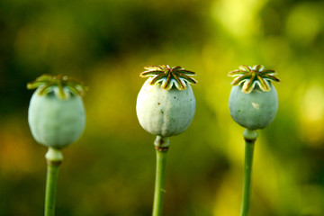 Poppies