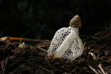 Bamboo mushroom in Southeast Asia.