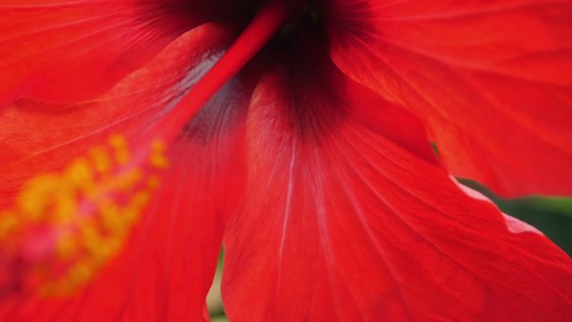 Colorful Hibiscus flowers in garden.
