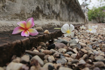 Pink frangipani flowers are blossoming beautifully.